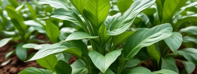 “给种蘑菇的公司起名