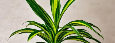 用箬起名什么寓意好听点