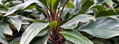 “中药材种植加工公司起名