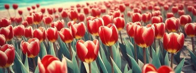 双鱼座女生与巨蟹座女生，她们究竟配不配？