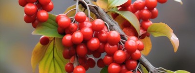 “免费蔬菜公司起名大全