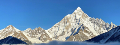 无刺枸骨是风水树吗？探究其背后的神秘传说与文化寓意