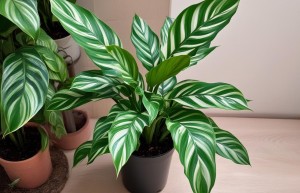 梦见从别人车上拿菜