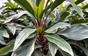 “中药材种植加工公司起名