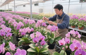 属鼠和属虎生肖相克吗
