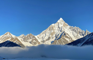 无刺枸骨是风水树吗？探究其背后的神秘传说与文化寓意